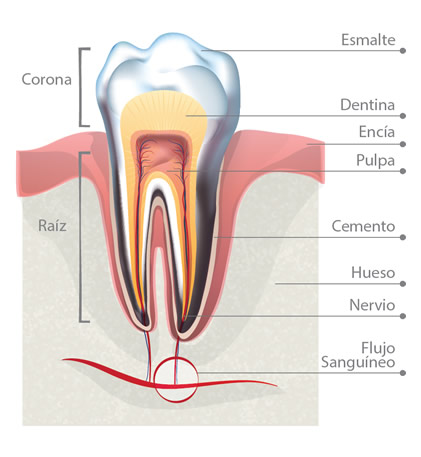 Como utilizar hilo dental