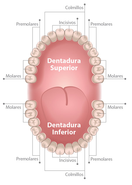 Como utilizar hilo dental